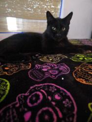 Lost Male Cat last seen  Calle Merten, calle grace,calle belmont and  cementerio forest lawn, Cypress, CA 90630