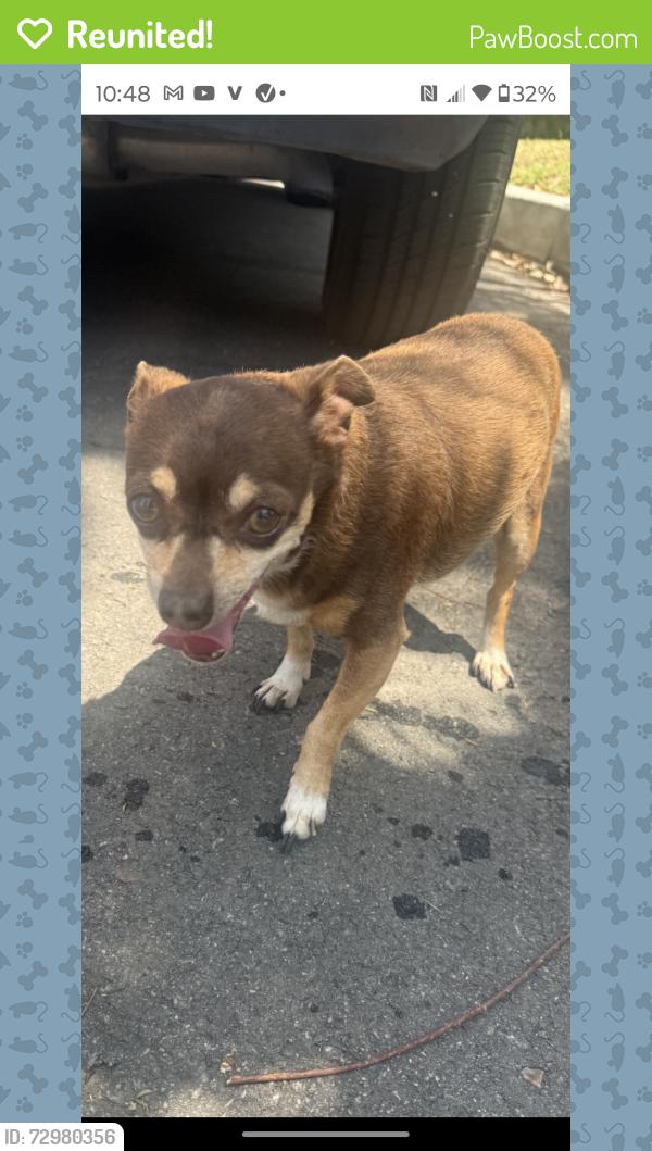 Reunited Male Dog last seen Merced and Valinda on Serenade, West Covina, CA 91790
