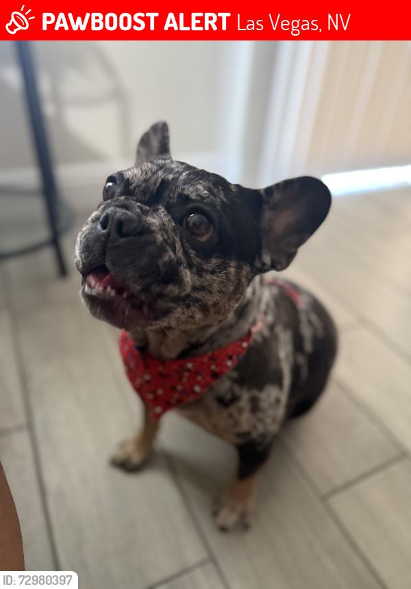 Lost Female Dog last seen Fort Apache and sunset, Las Vegas, NV 89148