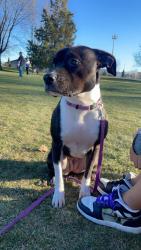 Lost Female Dog last seen Adam’s Street, Garden City, ID 83714