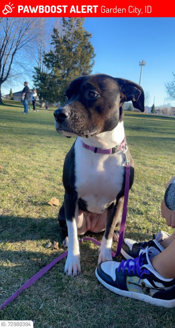 Lost Female Dog last seen Adam’s Street, Garden City, ID 83714
