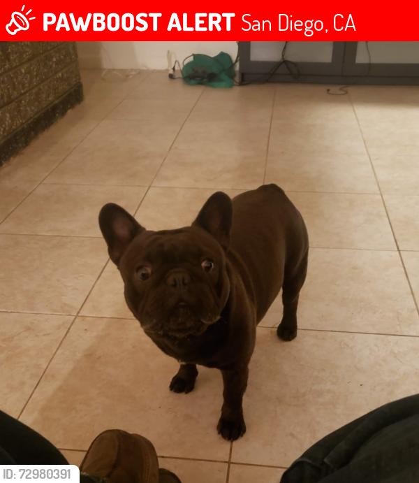 Lost Male Dog last seen Siempre Viva RD / Avenida de la fuente, San Diego, CA 92154