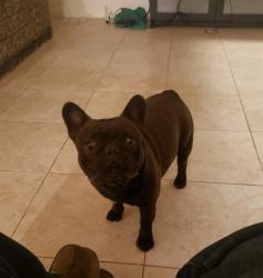 Lost Male Dog last seen Siempre Viva RD / Avenida de la fuente, San Diego, CA 92154