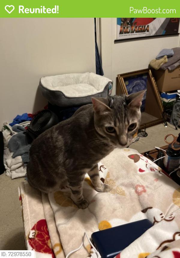 Reunited Male Cat last seen E. Empire and N. 16th St. , San Jose, CA 95112