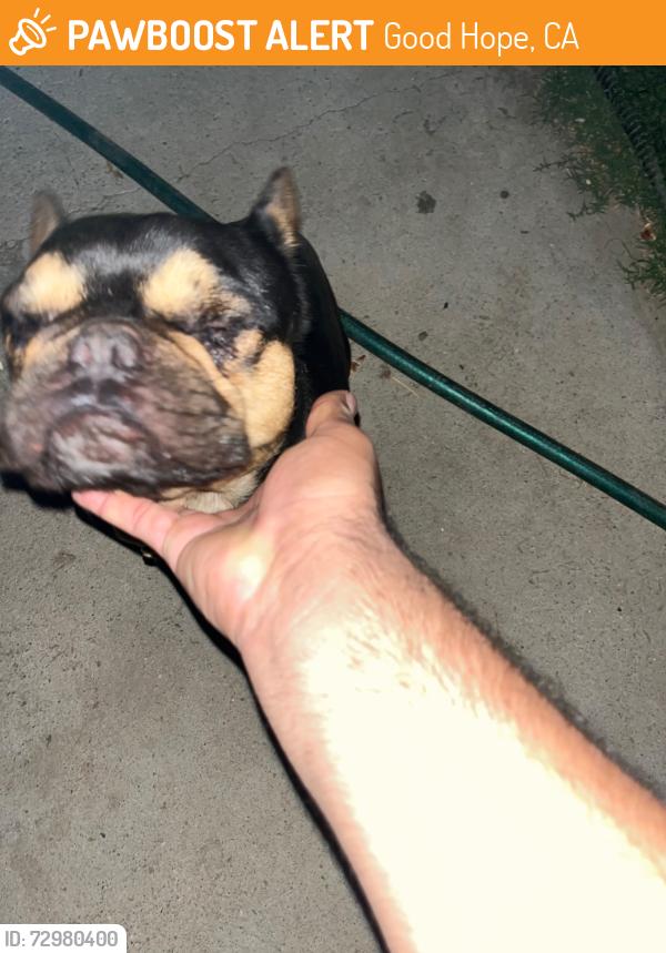 Found/Stray Female Dog last seen Pepper and spring , Good Hope, CA 92570