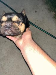 Found/Stray Female Dog last seen Pepper and spring , Good Hope, CA 92570