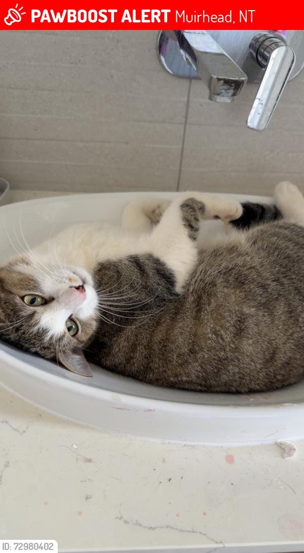 Lost Male Cat last seen Aldenham road , Muirhead, NT 0810