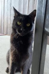 Lost Male Cat last seen Cresent Belmont Mertin Sumner, Cypress, CA 90630