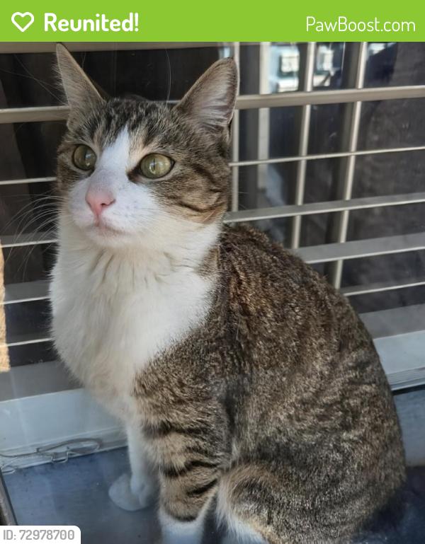Reunited Female Cat last seen Near Sun wood Dr, Las Vegas, NV 89145, USA, Las Vegas, NV 89145