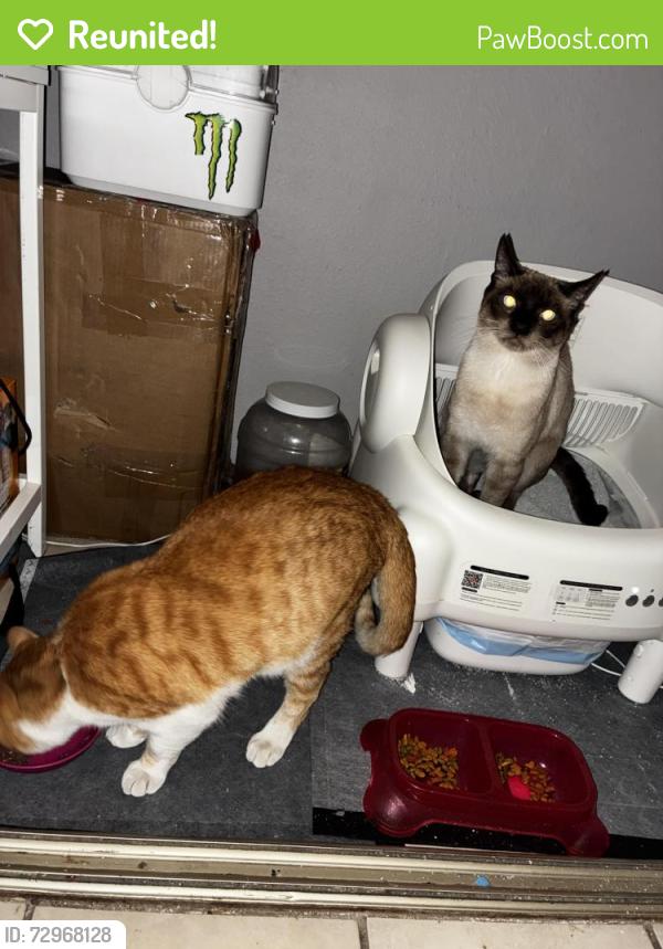 Reunited Male Cat last seen Lindell , Twain , Las Vegas, NV 89103