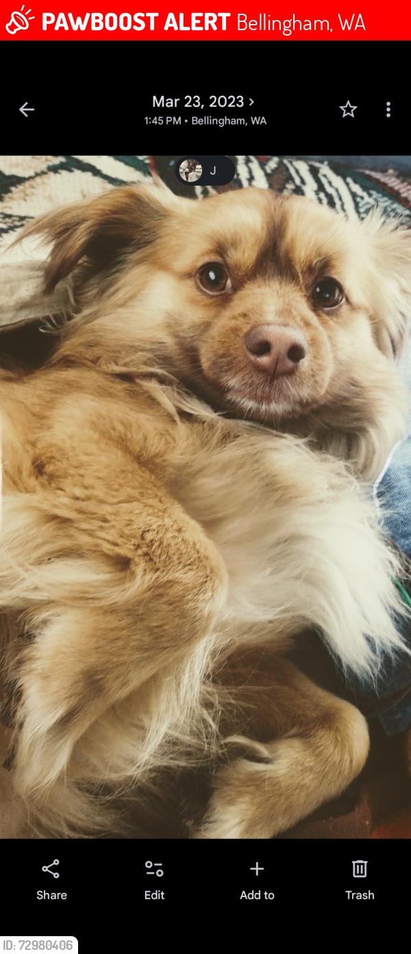 Lost Male Dog last seen Laural park, Bellingham, WA 98225