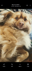 Lost Male Dog last seen Laural park, Bellingham, WA 98225