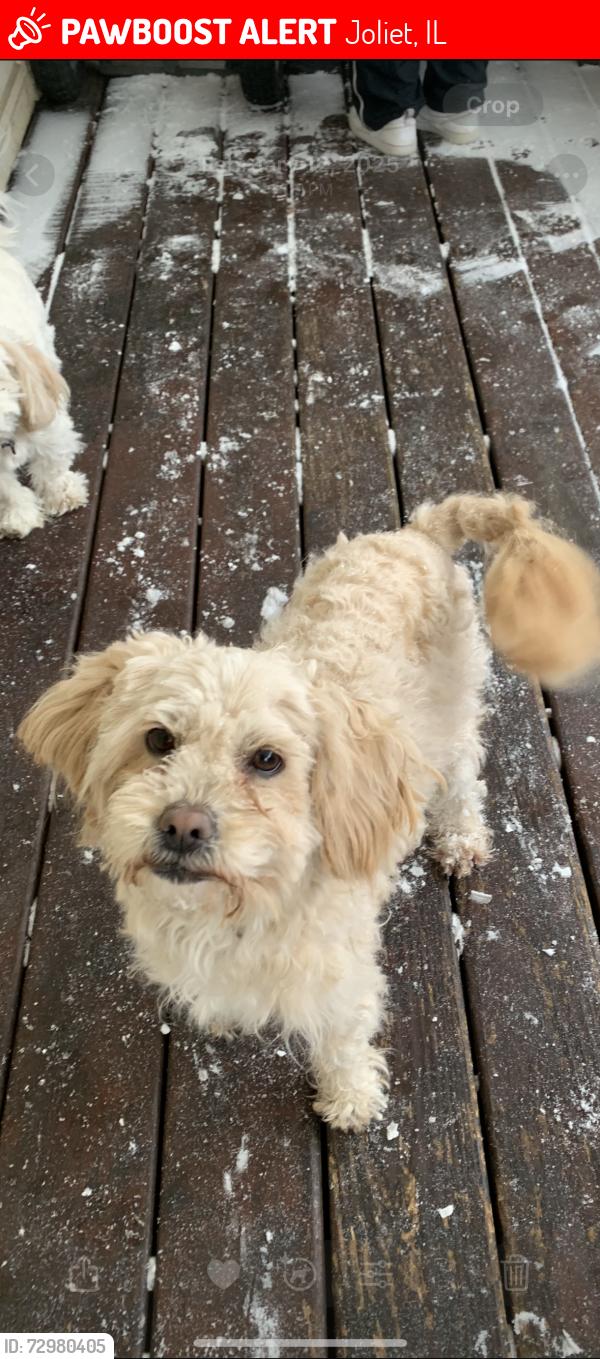 Lost Female Dog last seen Henderson ave, Joliet, IL 60432