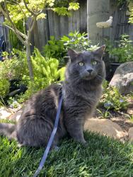 Reunited Male Cat last seen Colleen Dr and Chesbro Ave, San Jose, CA 95123