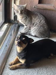 Lost Male Cat last seen 7th & Spencer, Upland, CA 91786