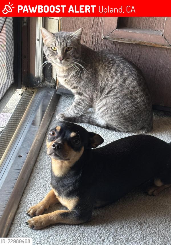Lost Male Cat last seen 7th & Spencer, Upland, CA 91786