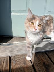 Lost Female Cat last seen Trinity Ave, Greensboro, Greensboro, NC 27407