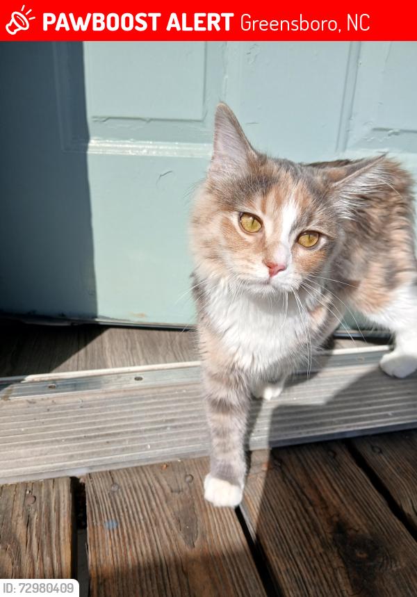 Lost Female Cat last seen Trinity Ave, Greensboro, Greensboro, NC 27407