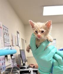 Shelter Stray Female Cat last seen Near BLOCK MAGNOLIA AVE RIVERSIDE, 6851 Van Buren Boulevard, Jurupa Valley, CA 92509, USA