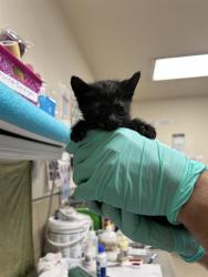 Shelter Stray Female Cat last seen Near BLOCK MAGNOLIA AVE RIVERSIDE, 6851 Van Buren Boulevard, Jurupa Valley, CA 92509, USA