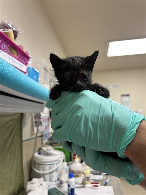 Shelter Stray Female Cat last seen Near BLOCK MAGNOLIA AVE RIVERSIDE, 6851 Van Buren Boulevard, Jurupa Valley, CA 92509, USA
