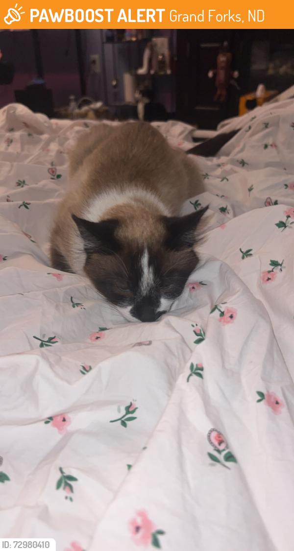 Found/Stray Unknown Cat last seen Red pepper 1011 University Ave Grand forks ND , Grand Forks, ND 58203