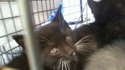 Shelter Stray Male Cat last seen CHARLOTTE, 8315 Byrum Dr, Charlotte, NC 28217, USA