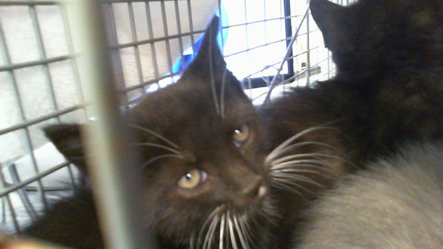 Shelter Stray Male Cat last seen CHARLOTTE, 8315 Byrum Dr, Charlotte, NC 28217, USA