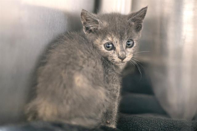 Shelter Stray Female Cat last seen CHARLOTTE, 8315 Byrum Dr, Charlotte, NC 28217, USA