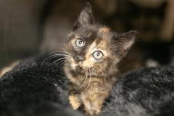Shelter Stray Female Cat last seen CHARLOTTE, 8315 Byrum Dr, Charlotte, NC 28217, USA