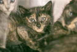 Shelter Stray Female Cat last seen CHARLOTTE, 8315 Byrum Dr, Charlotte, NC 28217, USA