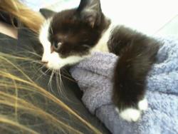Shelter Stray Male Cat last seen CHARLOTTE, 8315 Byrum Dr, Charlotte, NC 28217, USA