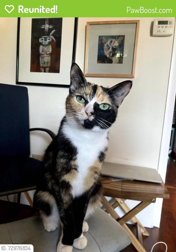 Reunited Female Cat last seen manzanita elementary school, Oakland, CA 94601