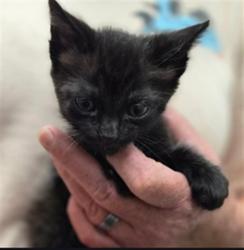Shelter Stray Male Cat last seen FELL FROM TREE IN YARD 1114 BODFISH CYN RD BODFISH CA 93205, 3951 Fruitvale Ave, Bakersfield, CA 93308, USA
