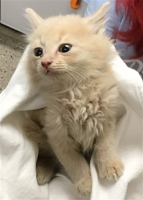 Shelter Stray Male Cat last seen WORLEY DR AND LIPAN ST, 12155 Park Blvd, Brighton, CO 80601, USA