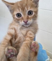 Shelter Stray Female Cat last seen WORLEY DR AND LIPAN ST, 12155 Park Blvd, Brighton, CO 80601, USA