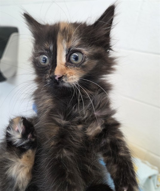 Shelter Stray Female Cat last seen WORLEY DR AND LIPAN ST, 12155 Park Blvd, Brighton, CO 80601, USA