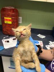 Shelter Stray Male Cat last seen KIOWA AVE/COTTONWOOD, 12155 Park Blvd, Brighton, CO 80601, USA