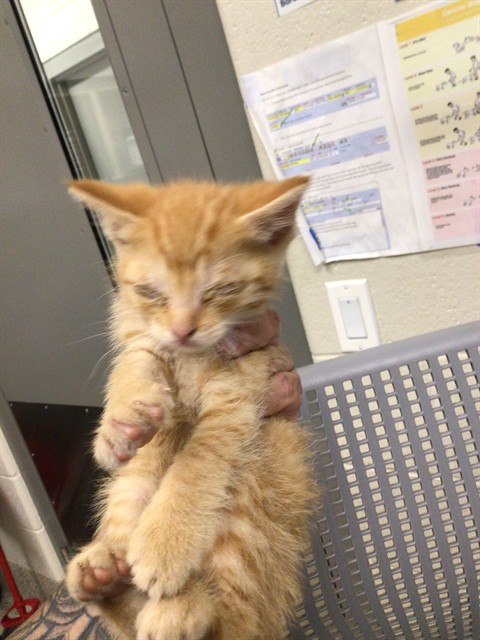 Shelter Stray Male Cat last seen KIOWA AVE/COTTONWOOD, 12155 Park Blvd, Brighton, CO 80601, USA