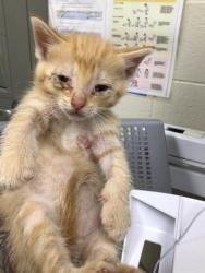 Shelter Stray Male Cat last seen KIOWA AVE/COTTONWOOD, 12155 Park Blvd, Brighton, CO 80601, USA