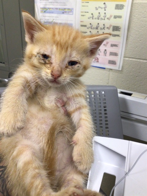 Shelter Stray Male Cat last seen KIOWA AVE/COTTONWOOD, 12155 Park Blvd, Brighton, CO 80601, USA