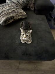 Lost Male Cat last seen Near golden valley high school Bakersfield Ca, Bakersfield, CA 93307
