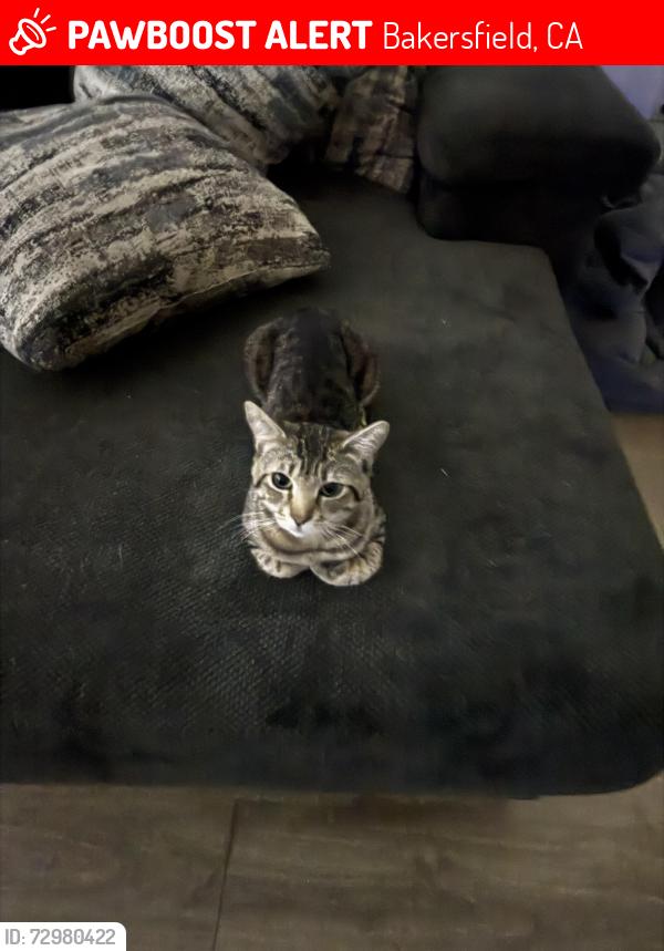 Lost Male Cat last seen Near golden valley high school Bakersfield Ca, Bakersfield, CA 93307