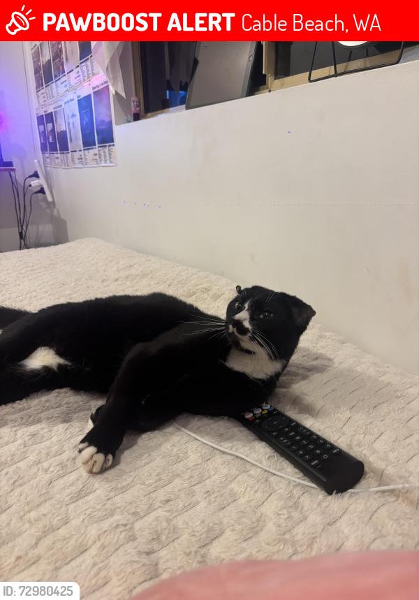 Lost Male Cat last seen Reid road, Solway loop, Cable Beach, WA 6726