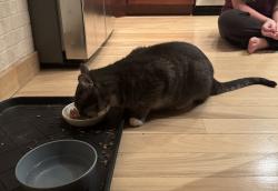 Reunited Male Cat last seen South shore blvd & hazel street near lakeview park, White Bear Lake, MN 55110