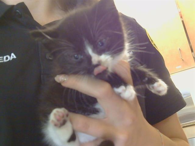 Shelter Stray Male Cat last seen TWEDE WAY/MANHART WAY, 95626, 3839 Bradshaw Rd, Sacramento, CA 95827, USA