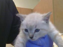 Shelter Stray Male Cat last seen ROGERS RD/BAR DU LN, 95829, 3839 Bradshaw Rd, Sacramento, CA 95827, USA