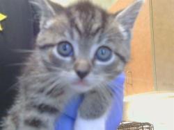 Shelter Stray Female Cat last seen ROGERS RD/BAR DU LN, 95829, 3839 Bradshaw Rd, Sacramento, CA 95827, USA