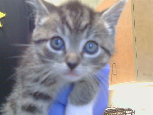 Shelter Stray Female Cat last seen ROGERS RD/BAR DU LN, 95829, 3839 Bradshaw Rd, Sacramento, CA 95827, USA