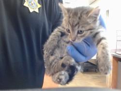 Shelter Stray Male Cat last seen ROGERS RD/BAR DU LN, 95829, 3839 Bradshaw Rd, Sacramento, CA 95827, USA